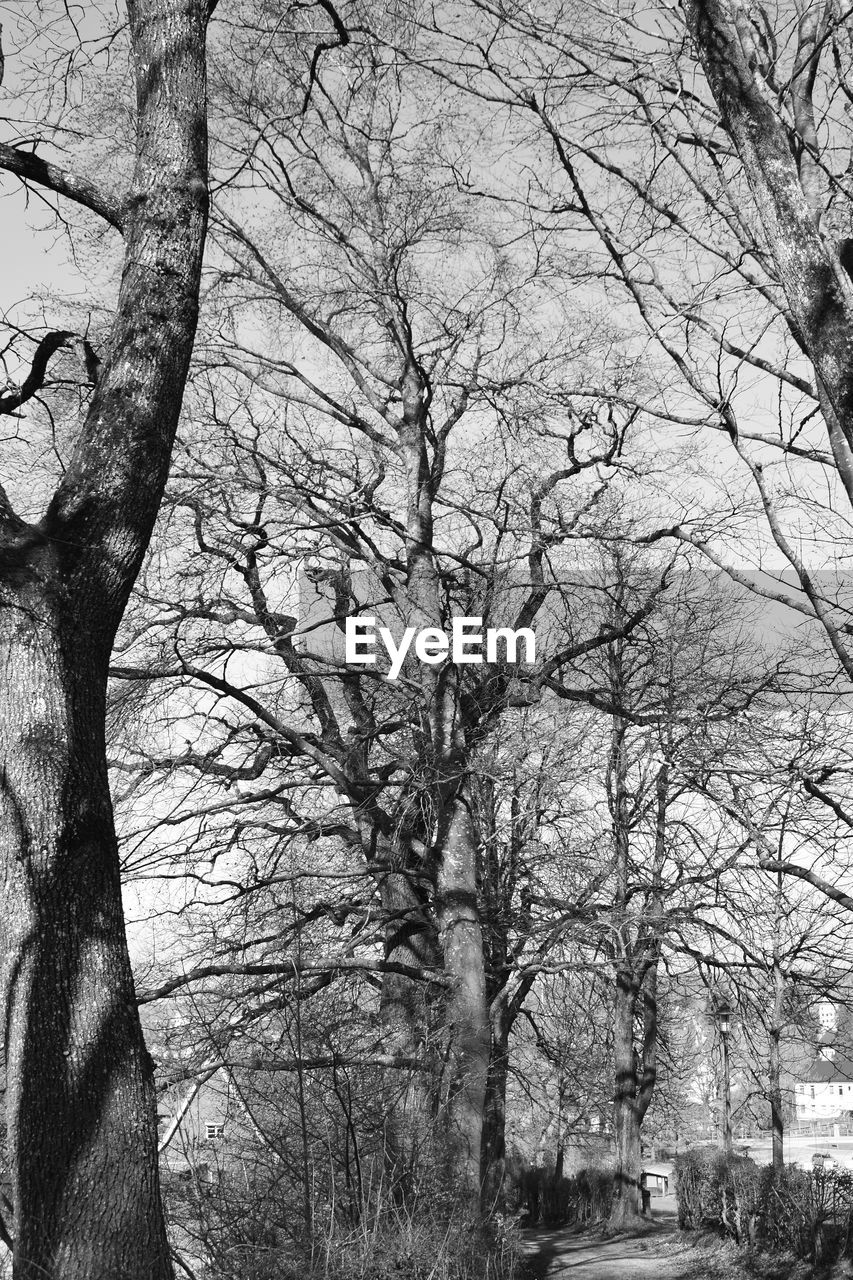 BARE TREES AGAINST THE SKY