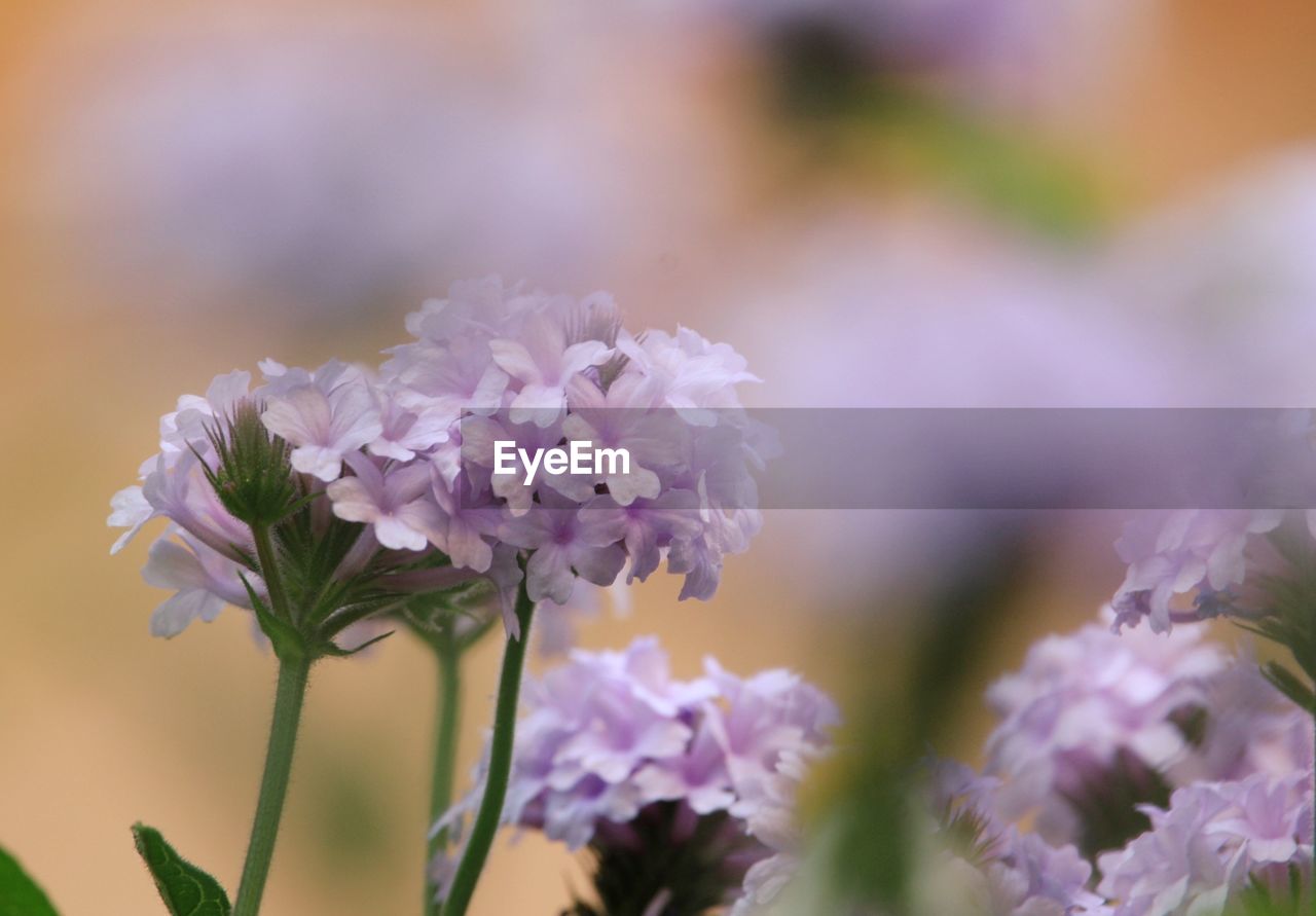 CLOSE-UP OF PURPLE FLOWERING PLANTS