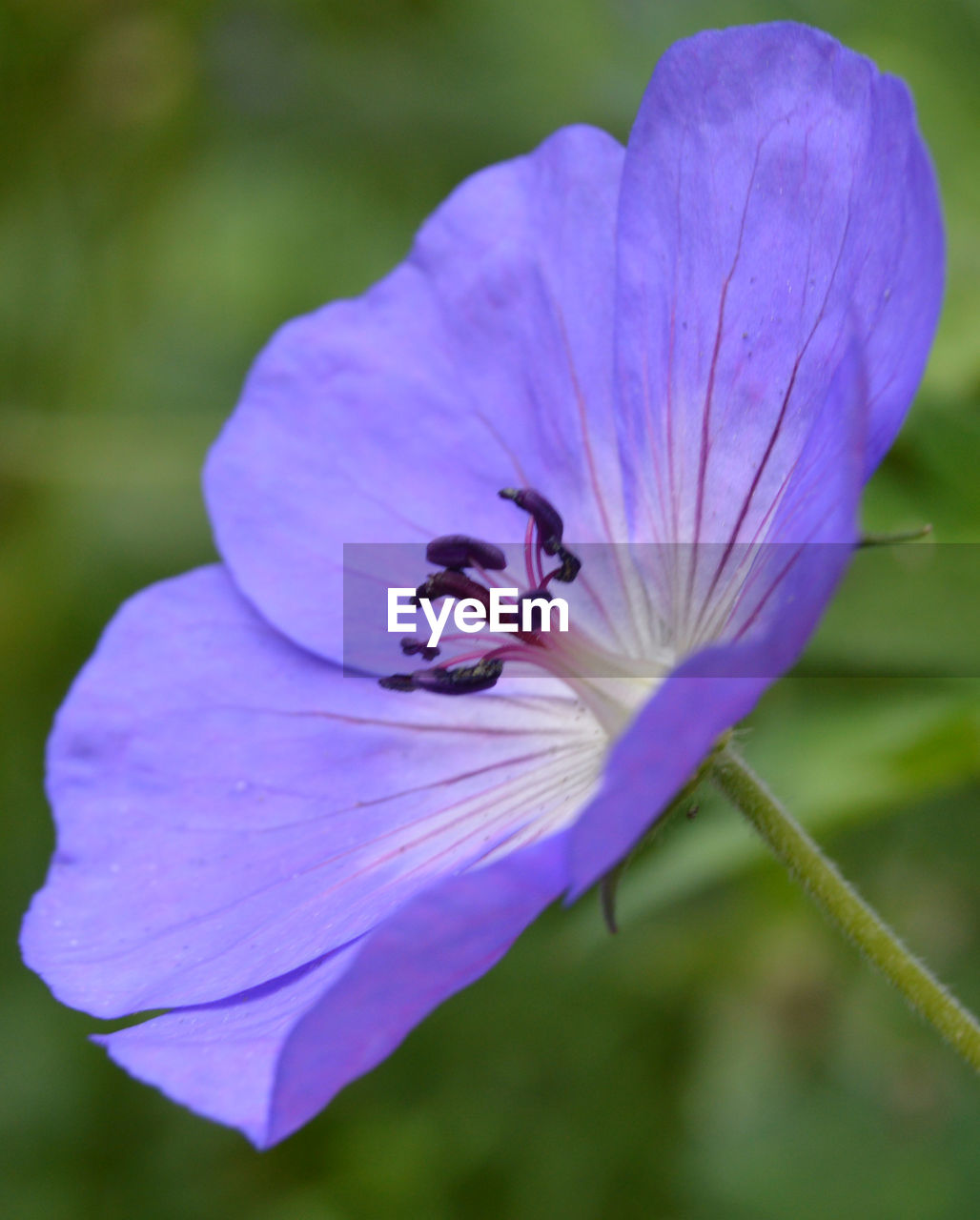 CLOSE-UP OF PURPLE FLOWER HEAD