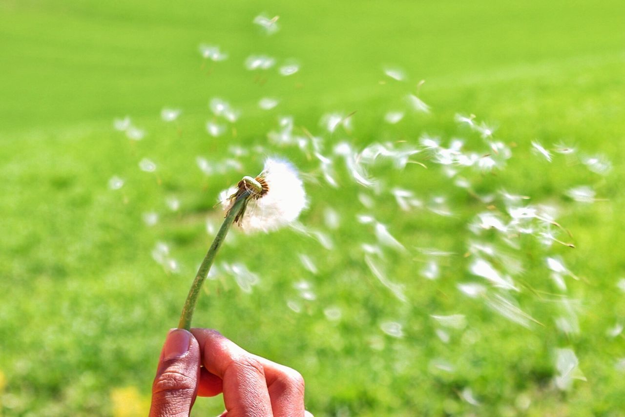 CLOSE-UP OF HAND HOLDING DANDELION