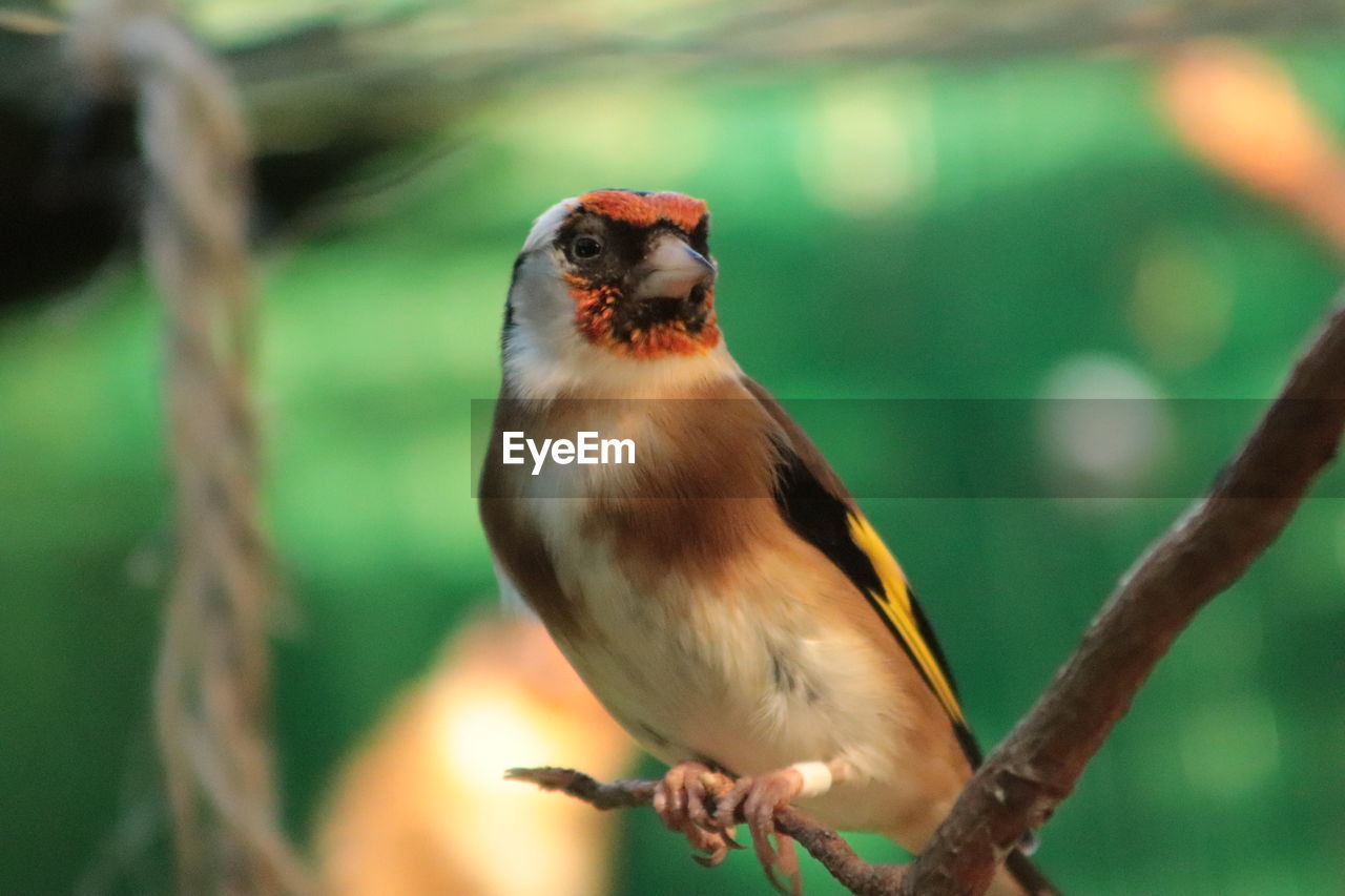 Close-up of bird perching on branch