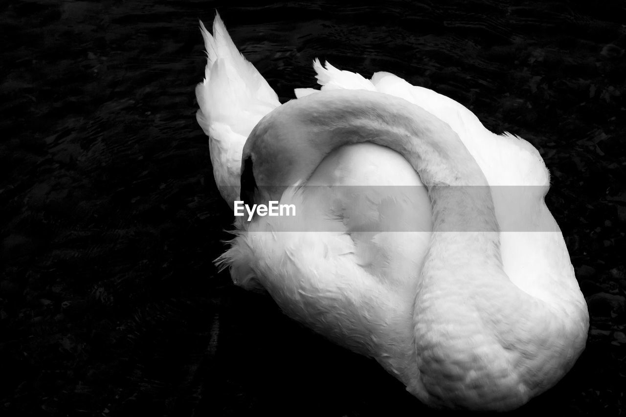 WHITE SWAN SWIMMING IN LAKE