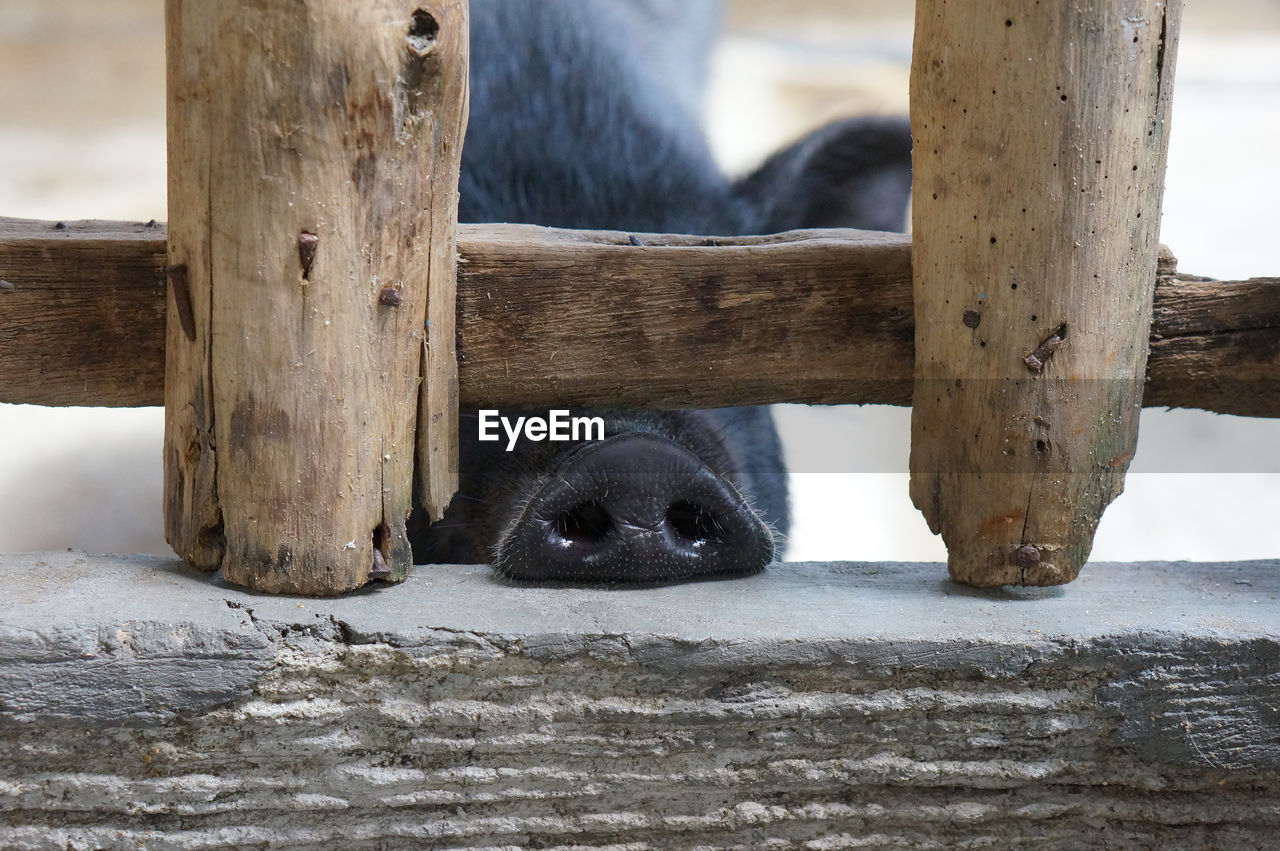 Pig nose amidst wooden fence on retaining wall at farm