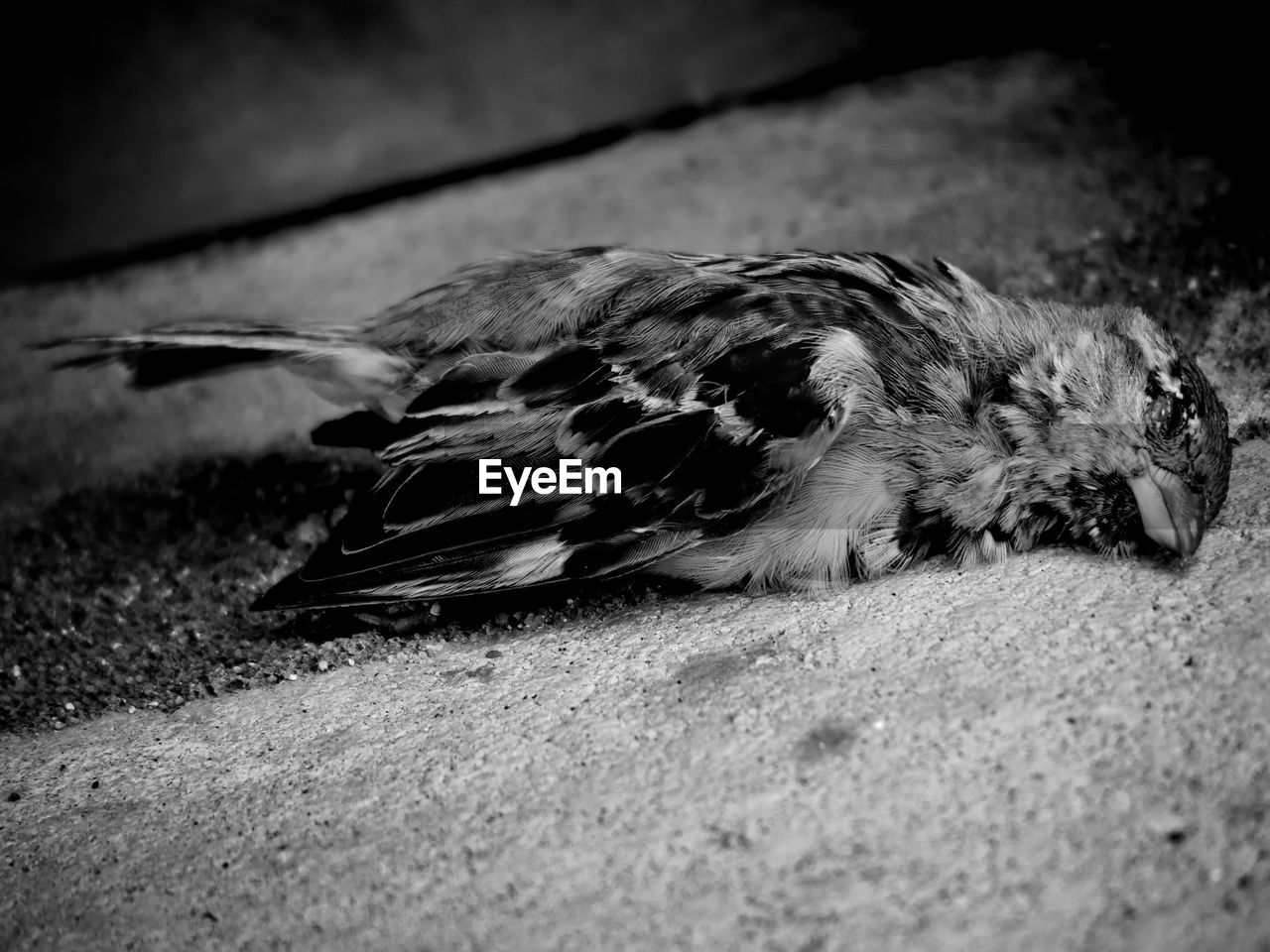 Close-up of bird lying on ground. 