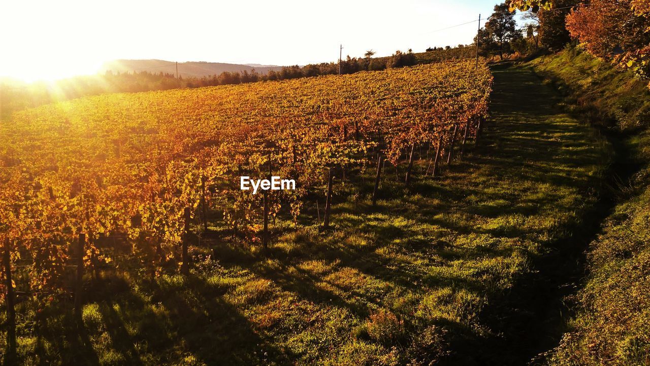 VINEYARD AGAINST SKY