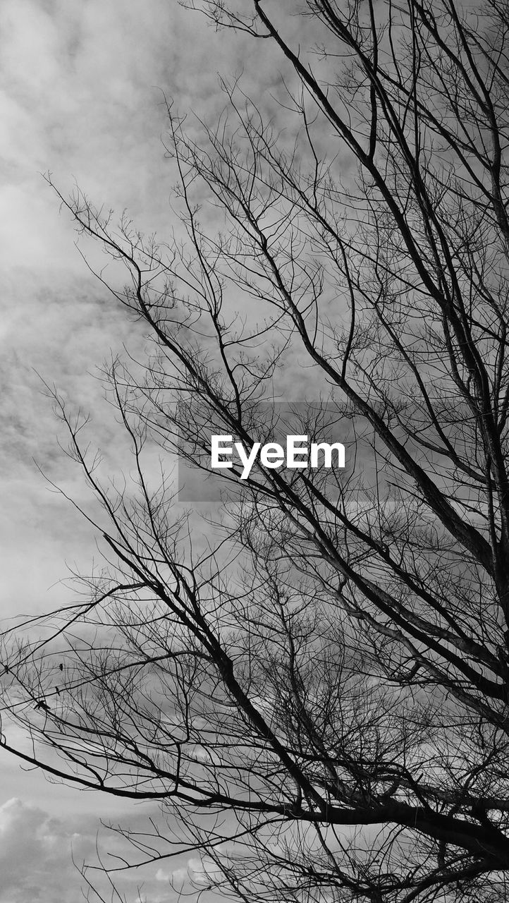 LOW ANGLE VIEW OF SILHOUETTE BARE TREES AGAINST SKY