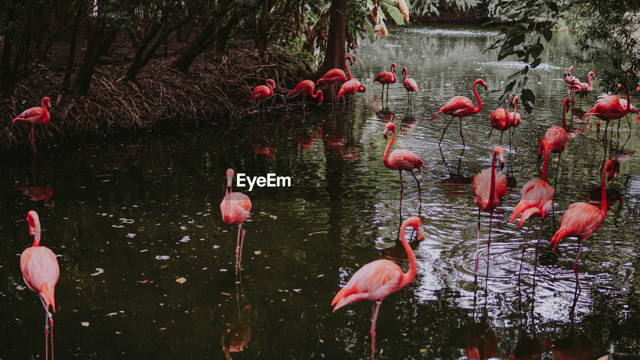 Flock of flamingos