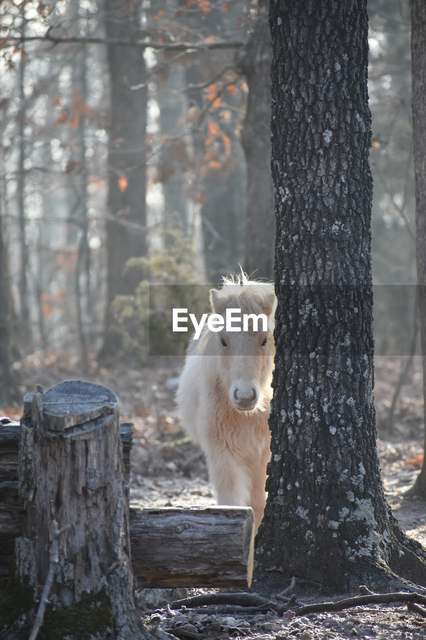 Horse in woods