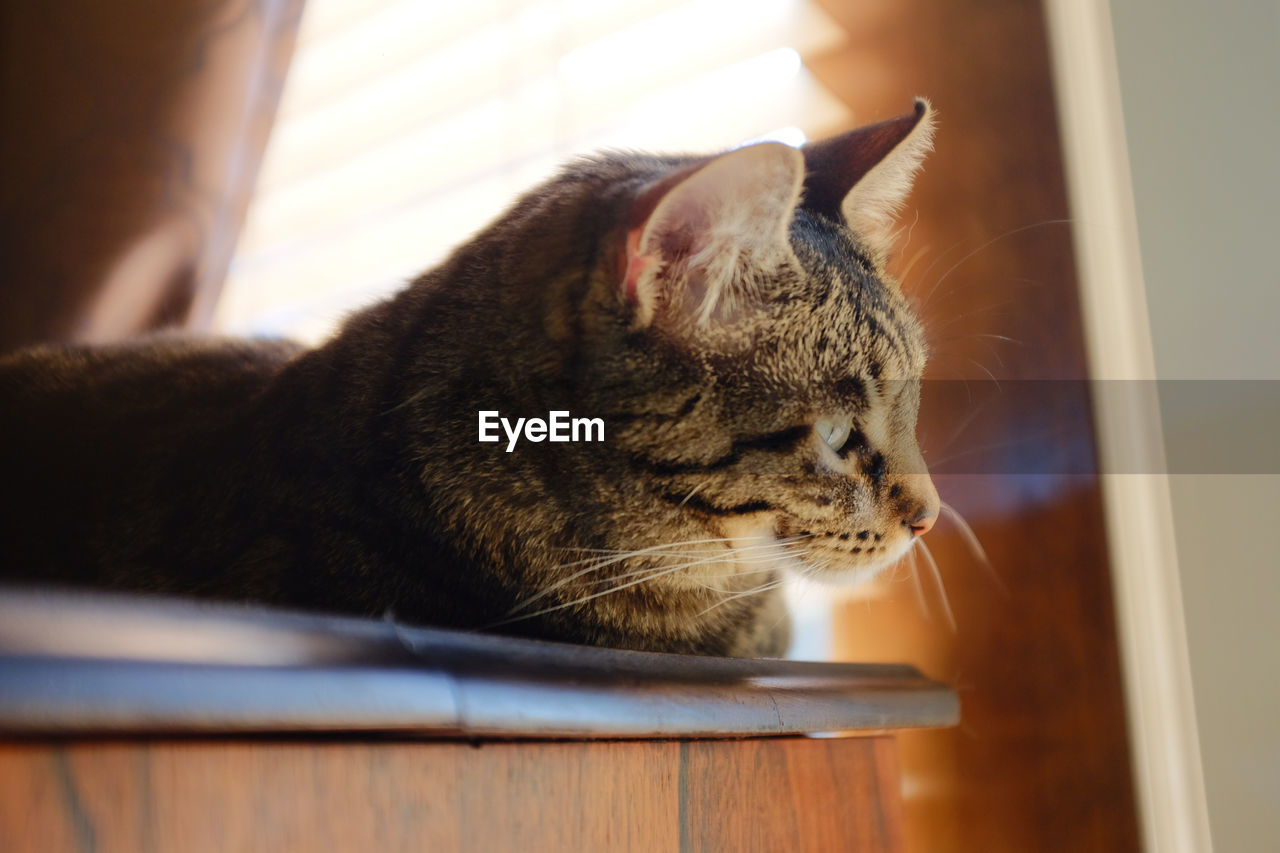 CLOSE-UP OF A CAT