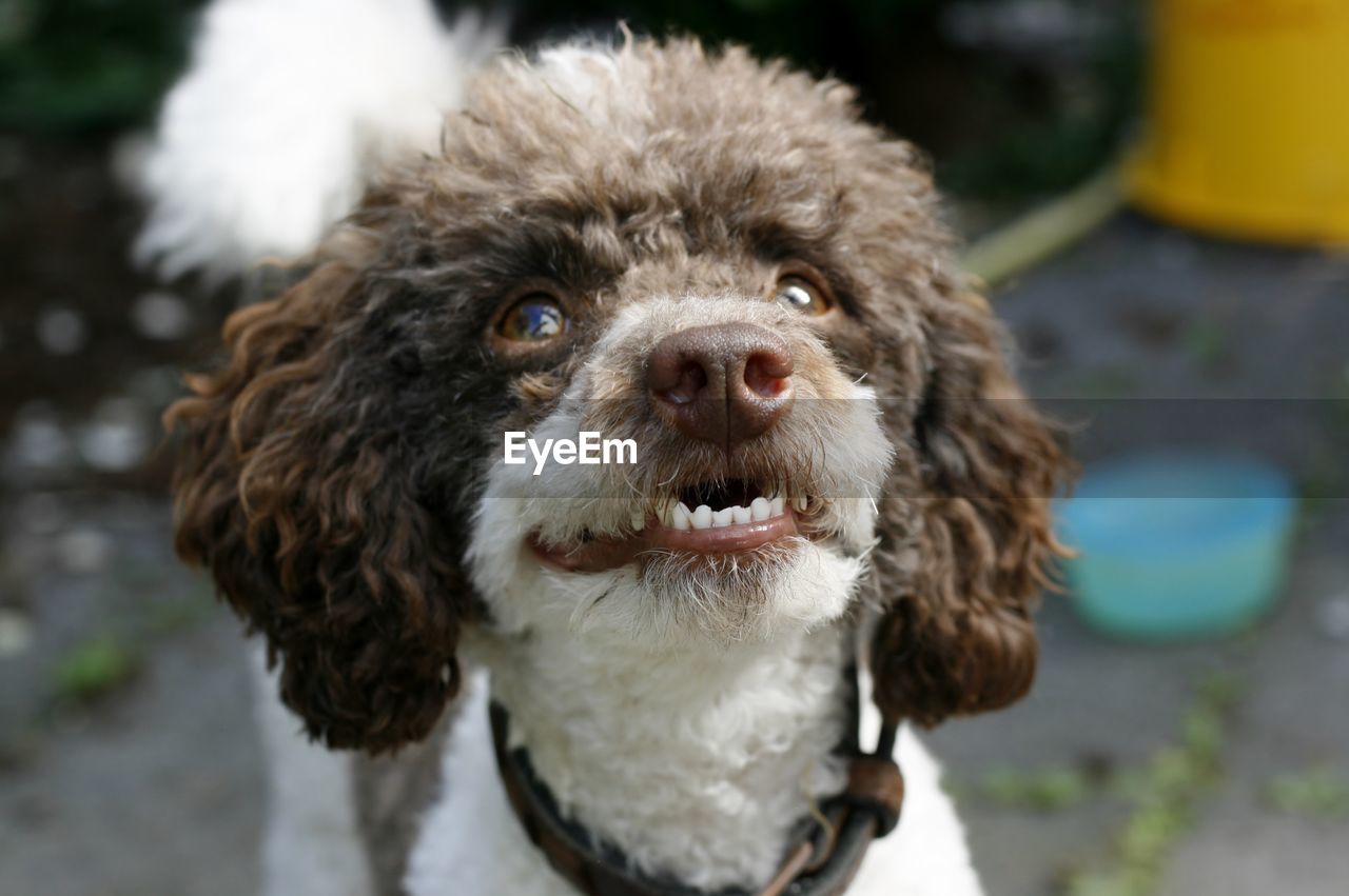 Friendly smiling poodle
