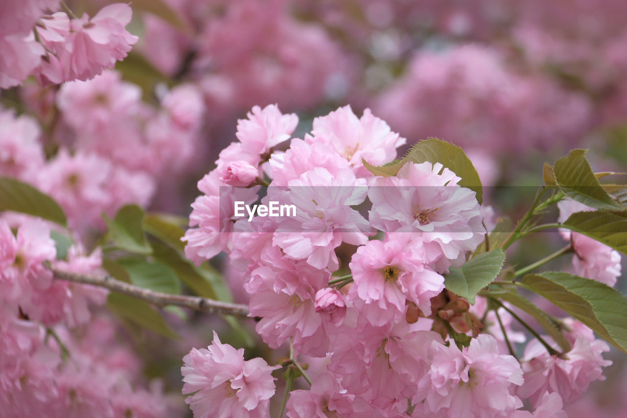 Close-up of pink cherry blossoms