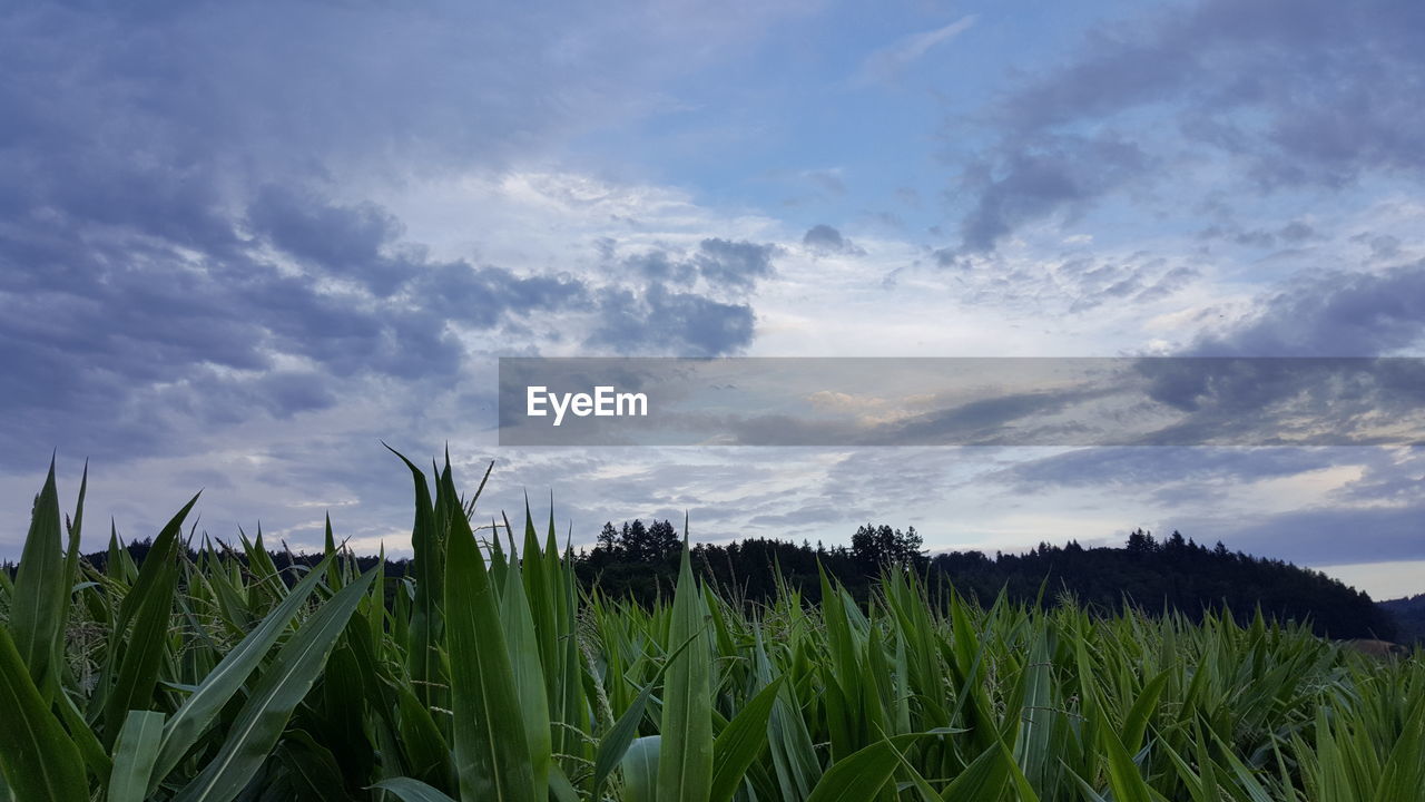 Plants growing in field against cloudy sky at dusk