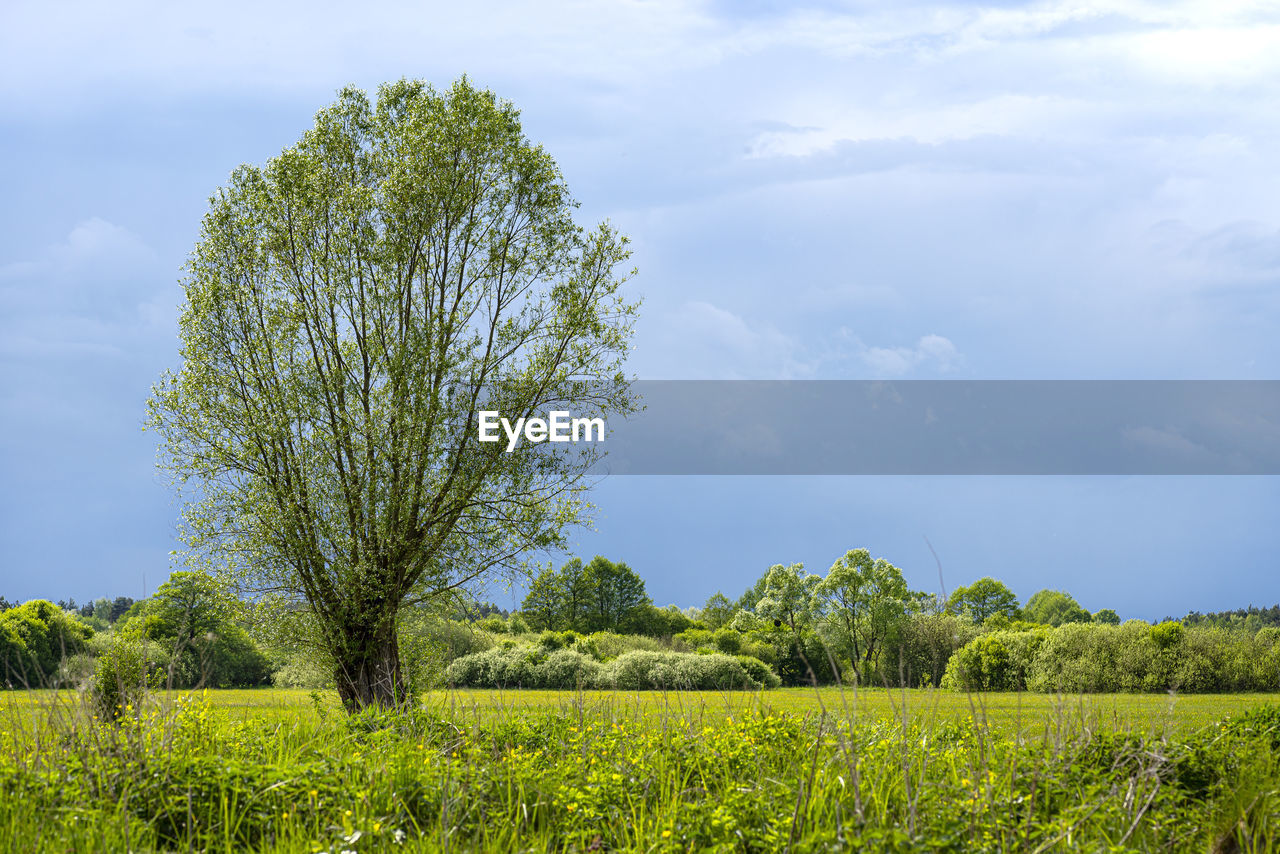 View of a green field in spring with various flowering plants and trees in the countryside.