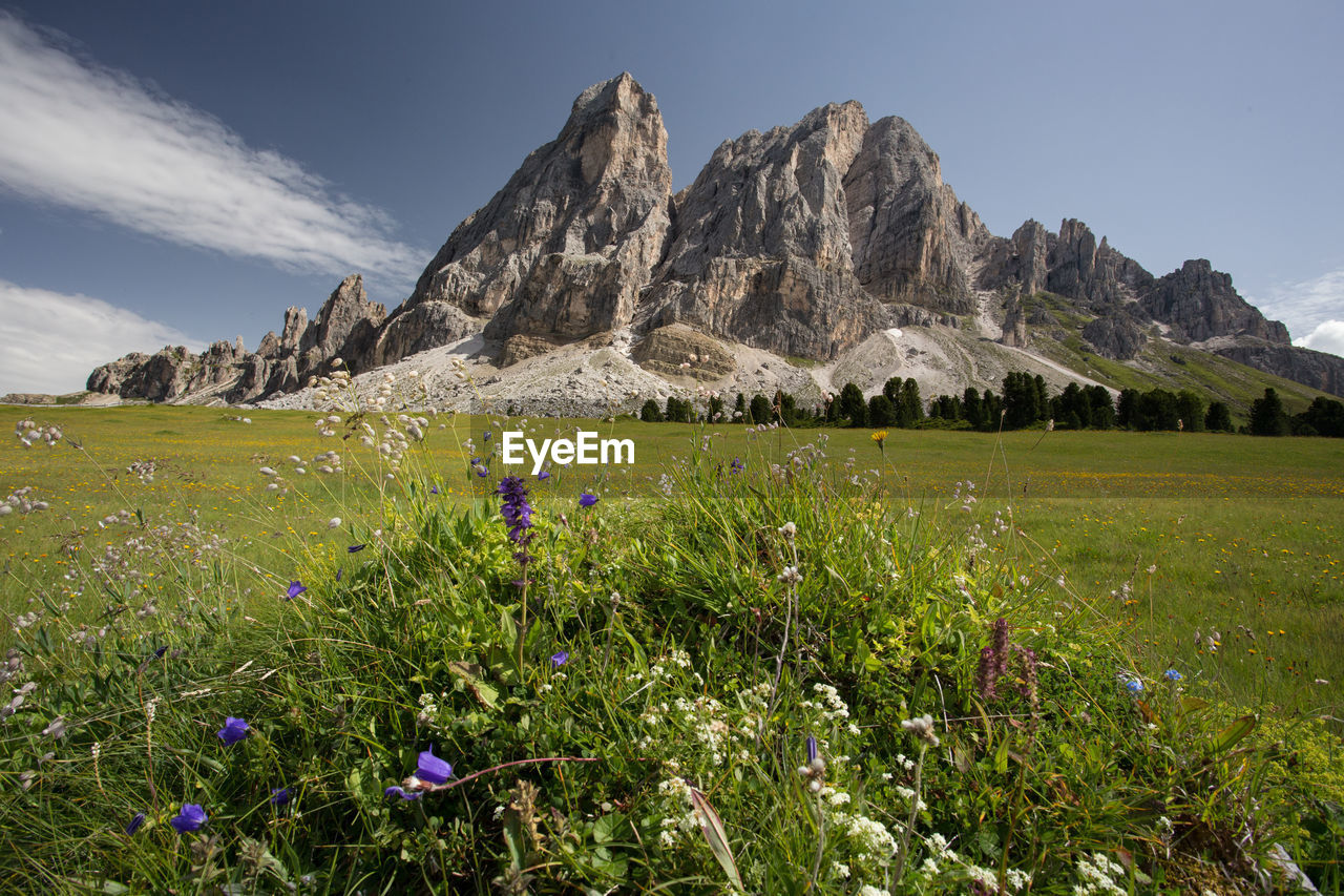 Scenic view of grassy field against sky