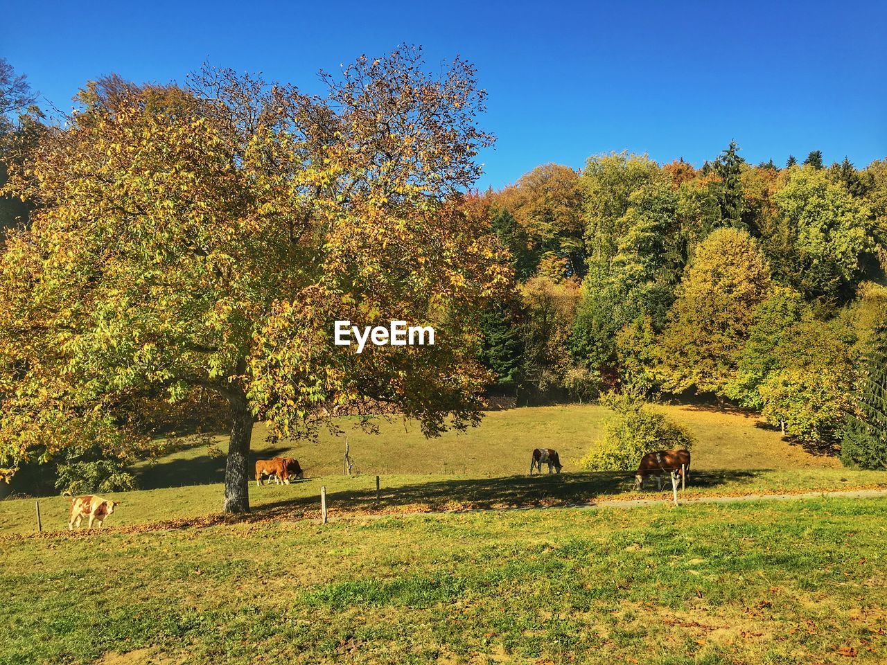 VIEW OF SHEEP GRAZING ON FIELD