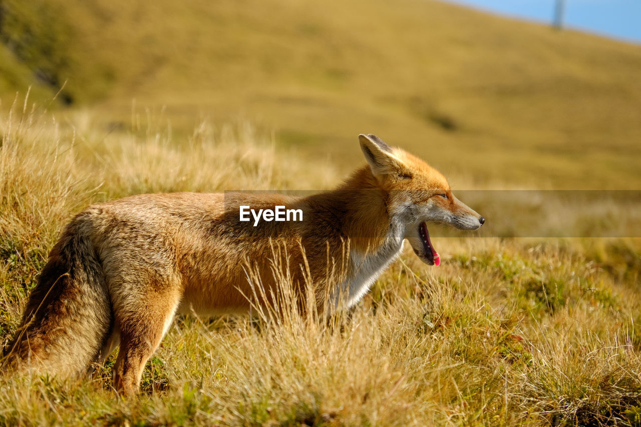 Side view of red fox standing on grassy field