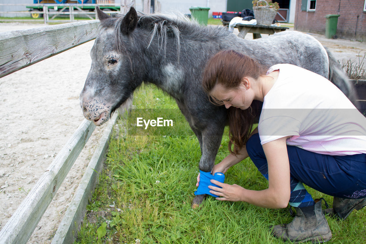 Full length of young woman applying bandage to injured pony on field