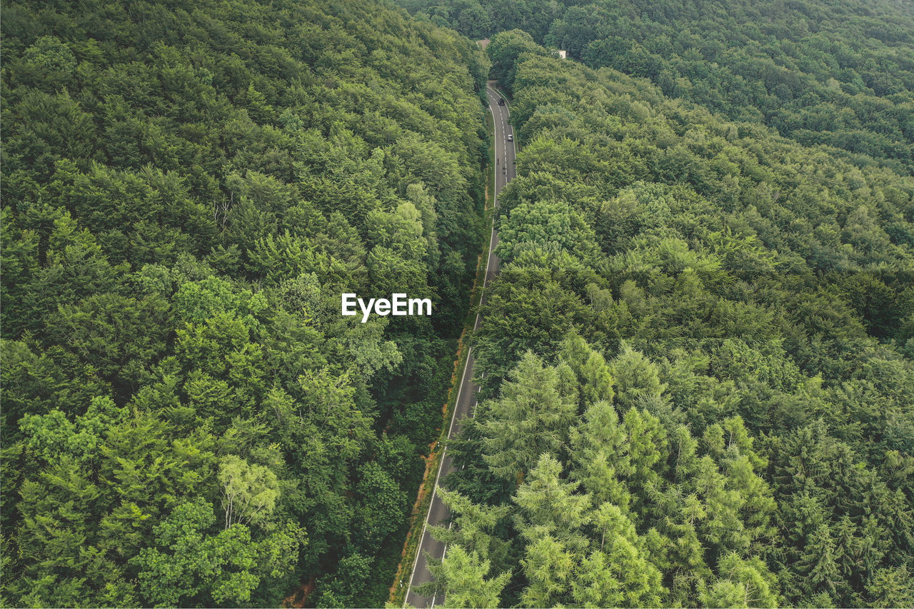 High angle view of trees growing in forest