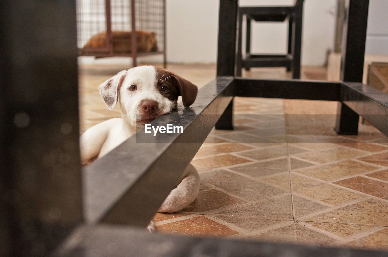 View of dog looking at camera, resting on table legs