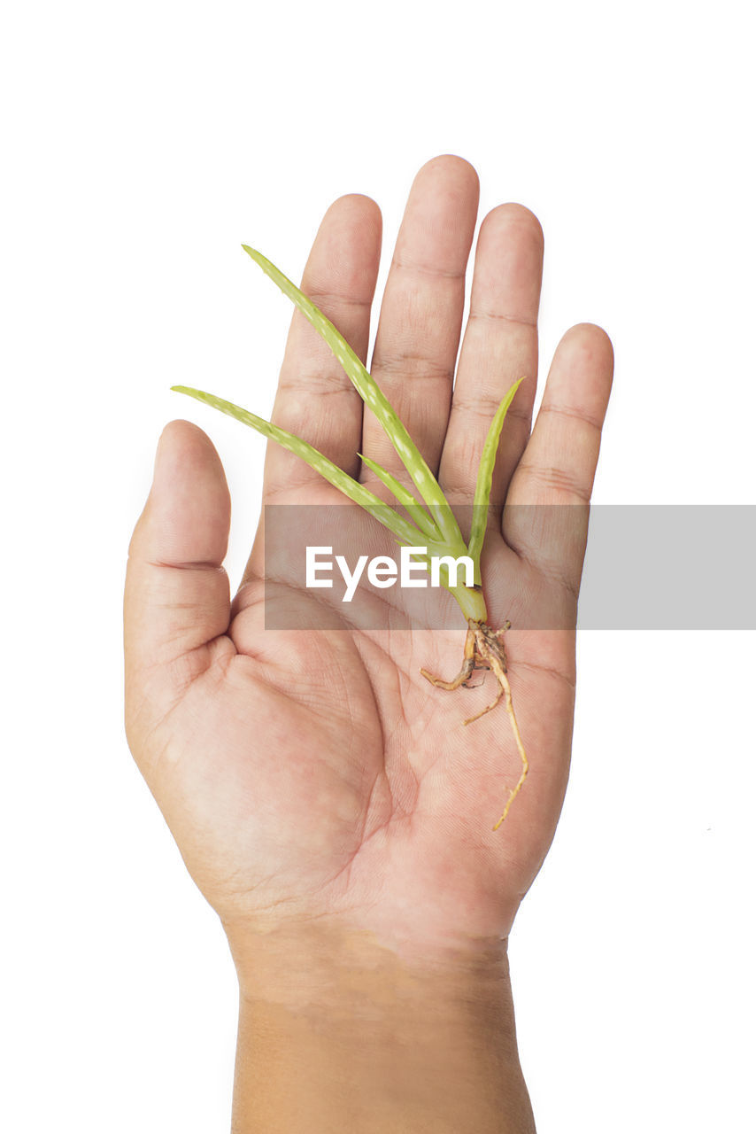 Close-up of hand holding succulent plant over white background