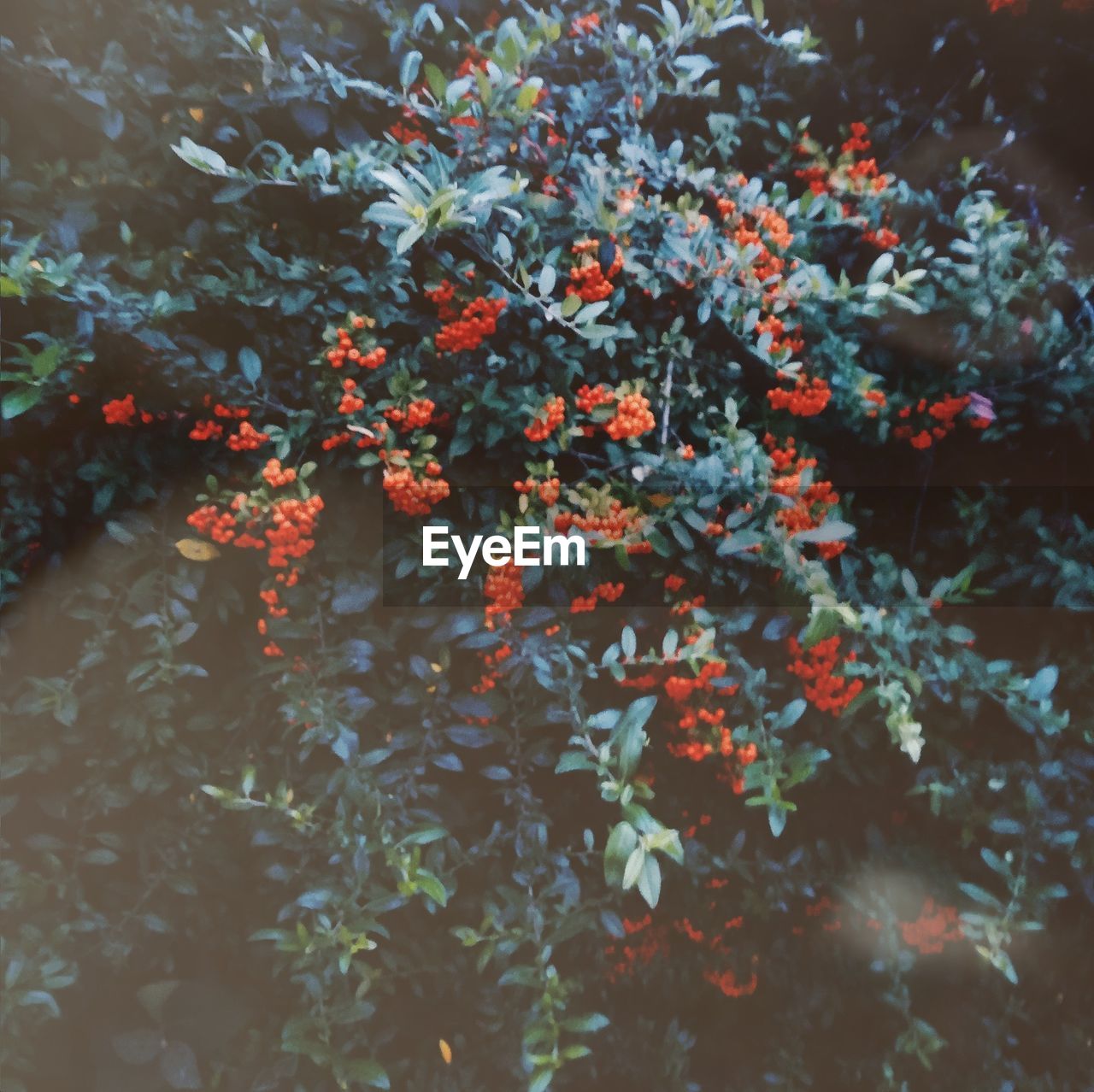 CLOSE-UP OF ORANGE FLOWERING TREE IN BLOOM