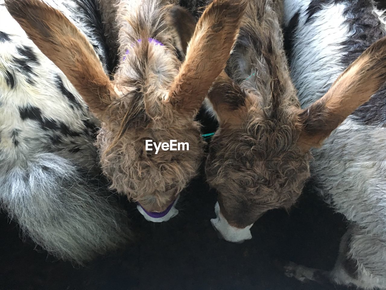 High angle view of donkeys