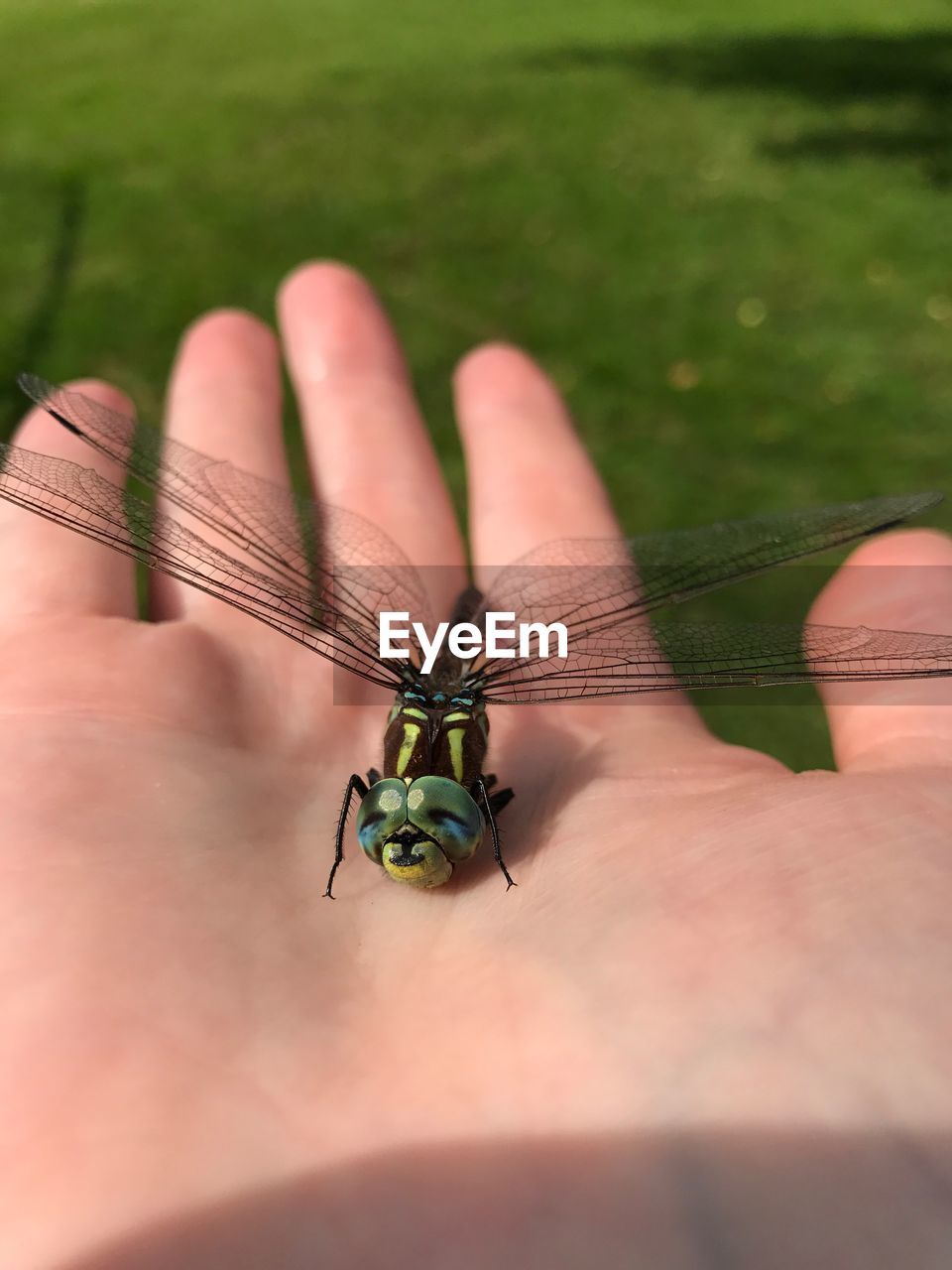 CLOSE-UP OF BUTTERFLY ON HAND