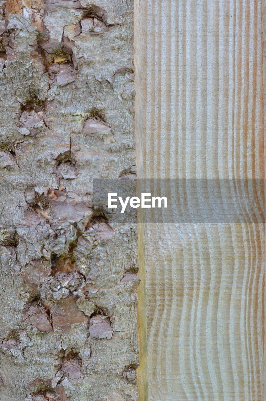CLOSE-UP OF TURTLE ON TREE TRUNK