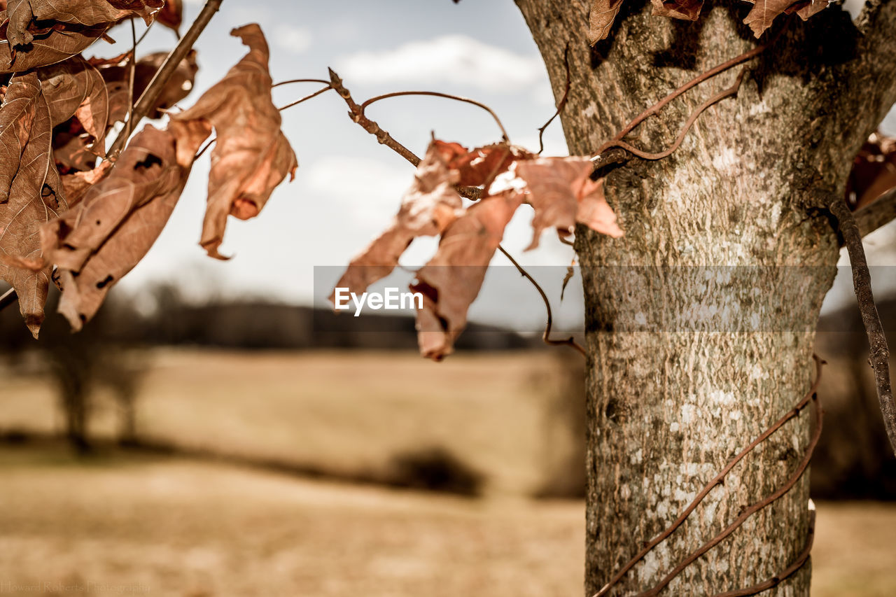 Close-up of tree against sky