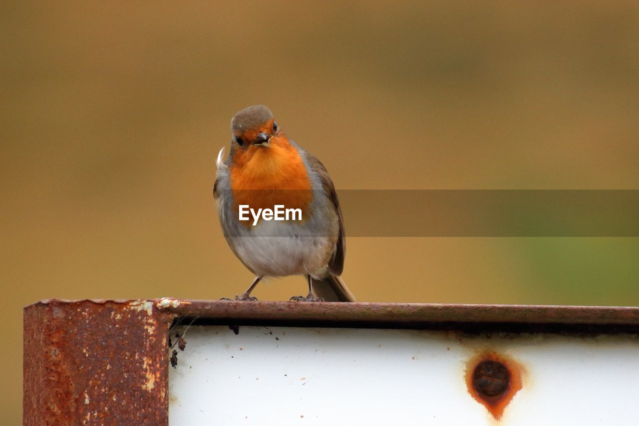 CLOSE-UP OF BIRD PERCHING ON STEM