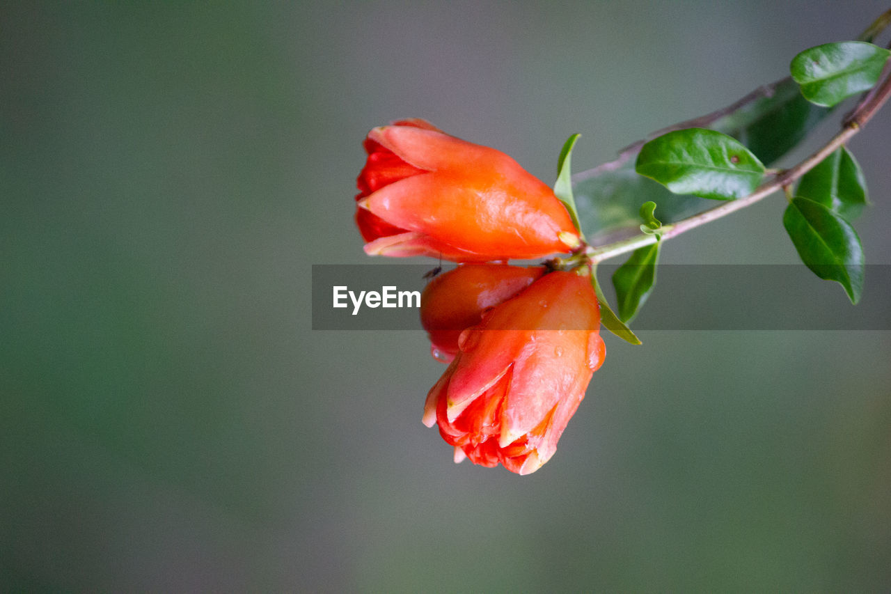 CLOSE-UP OF ORANGE RED FLOWER