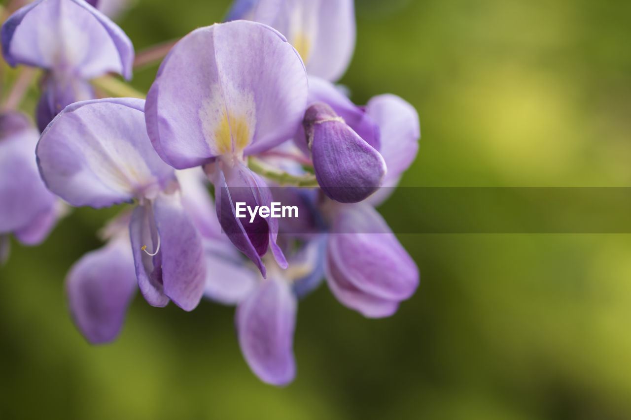 Close-up of purple flowering plant