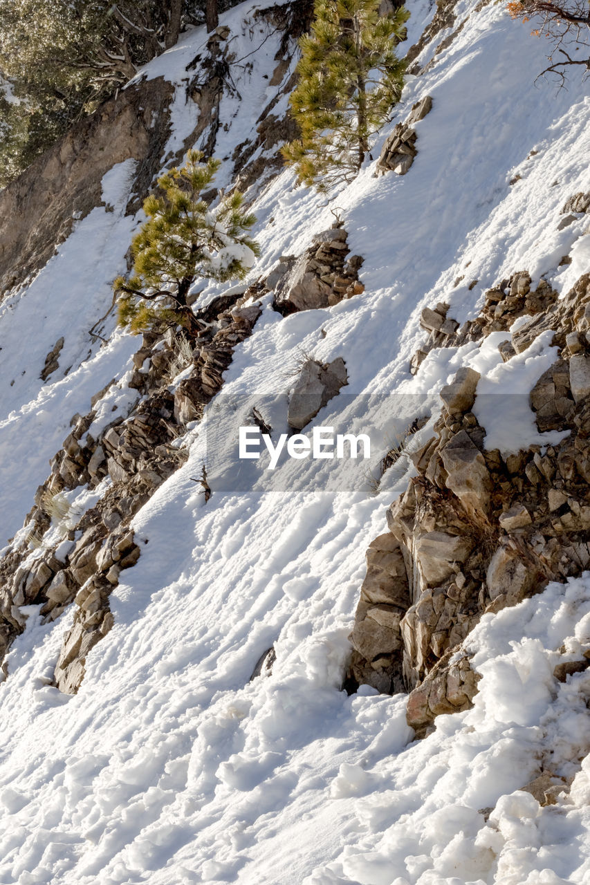 TREES ON SNOW COVERED LANDSCAPE