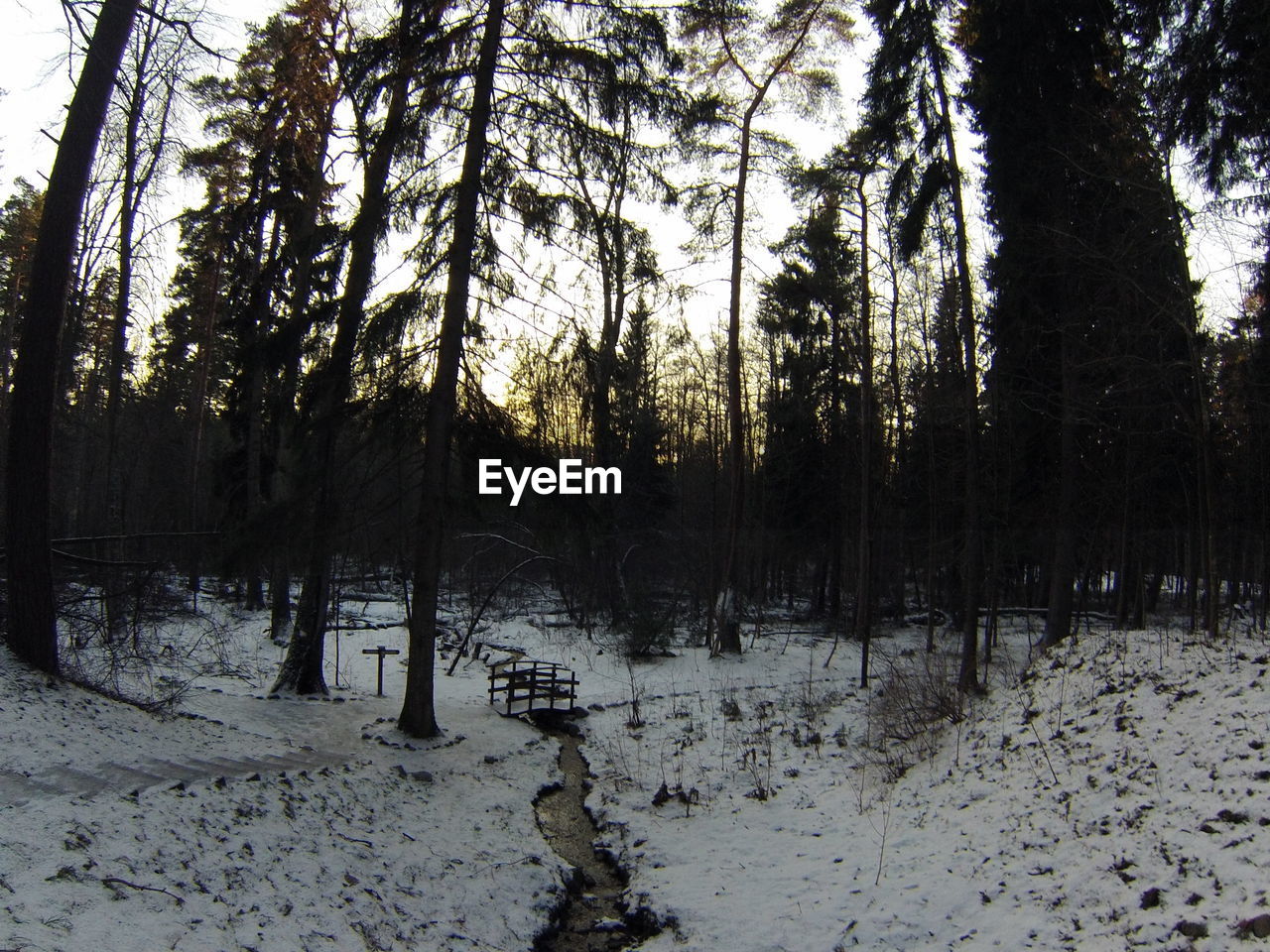 TREES IN SNOW COVERED FOREST