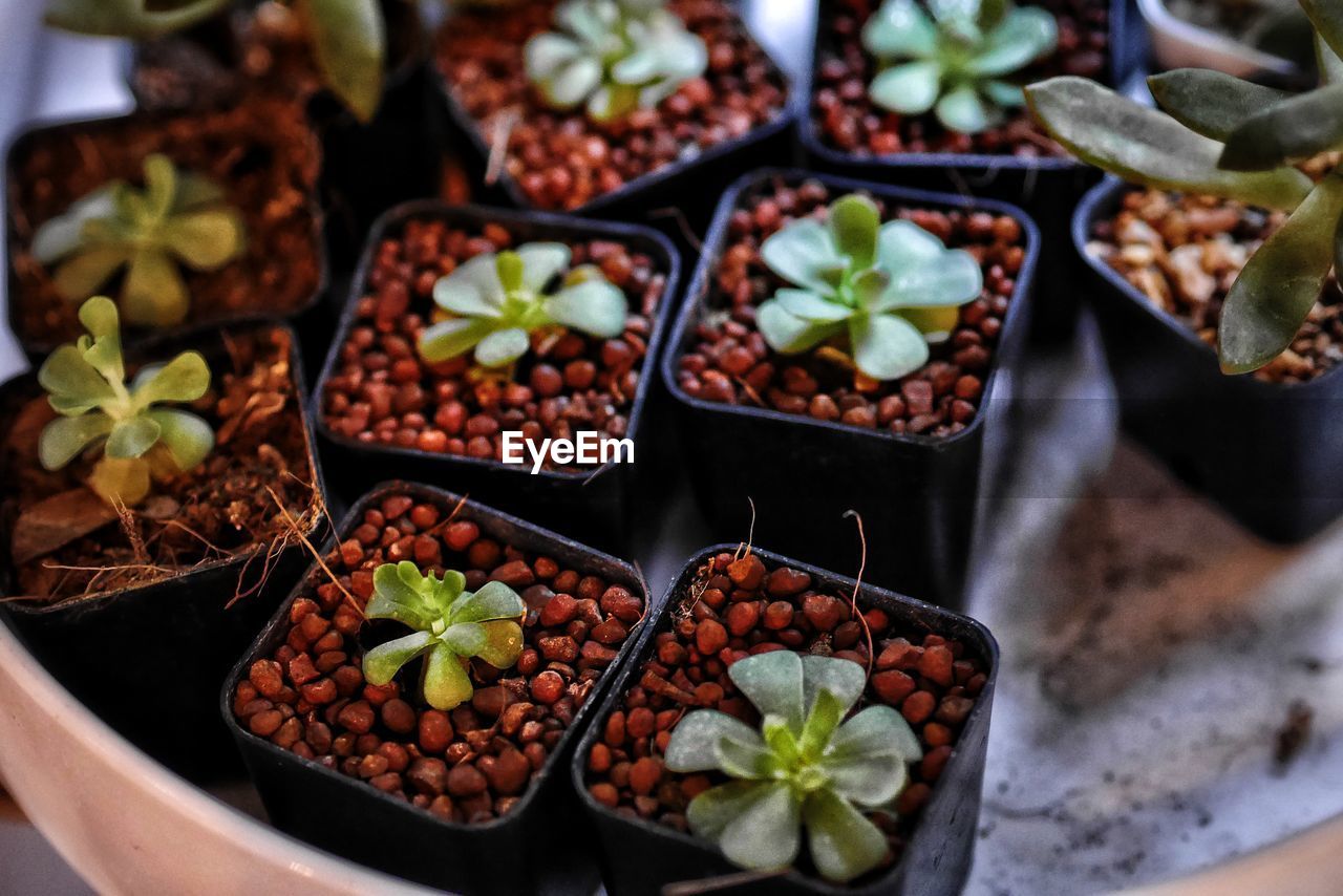 HIGH ANGLE VIEW OF POTTED PLANTS ON PLATE