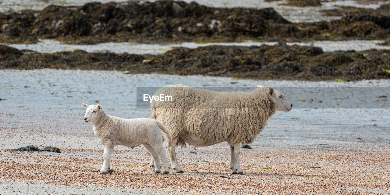 A sheep and its lamb enjoying sun on a sandy beach on the isle of muck on the small isles, scotland