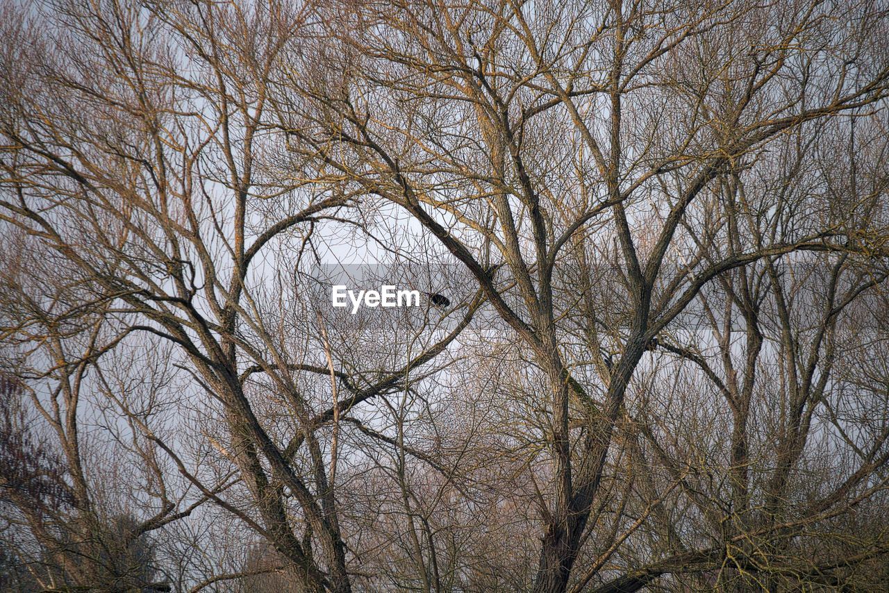 LOW ANGLE VIEW OF BARE TREES AGAINST SKY