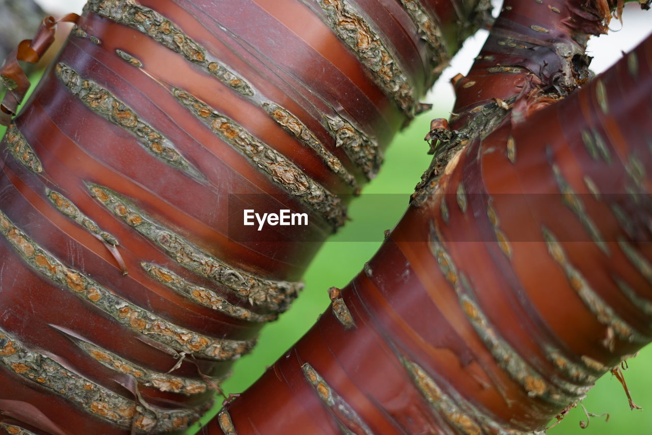 HIGH ANGLE VIEW OF MEAT ON PLATE