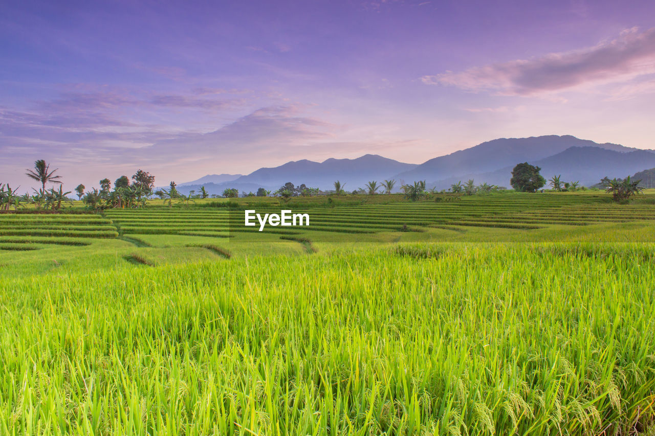 Scenic view of agricultural field against sky