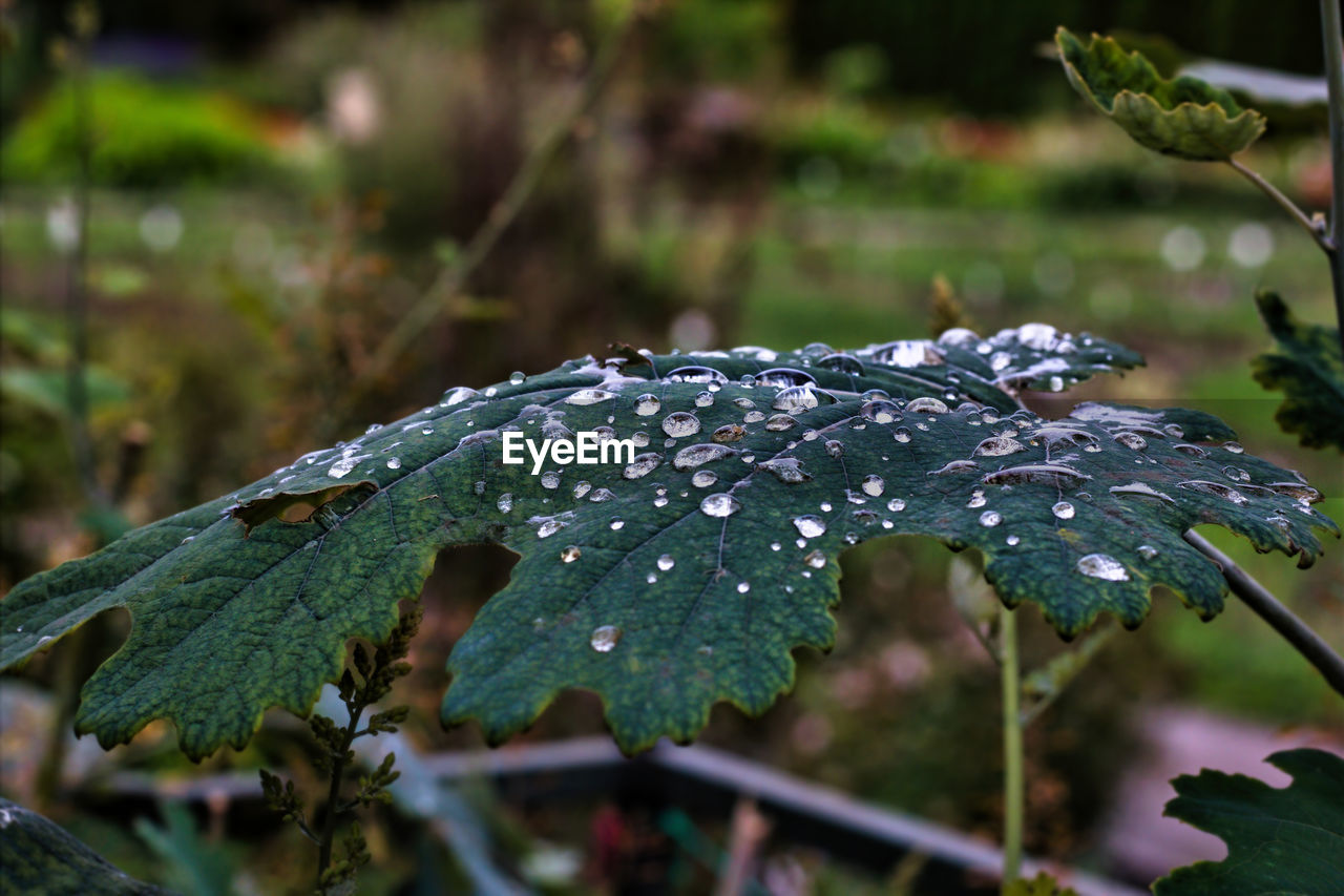 CLOSE-UP OF WATER DROPS ON LEAVES