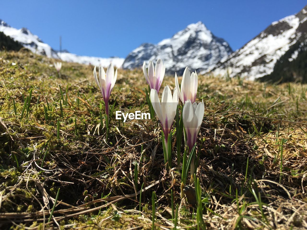 CLOSE-UP OF WHITE CROCUS FLOWER ON FIELD