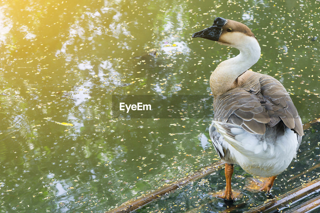 VIEW OF SWAN IN LAKE