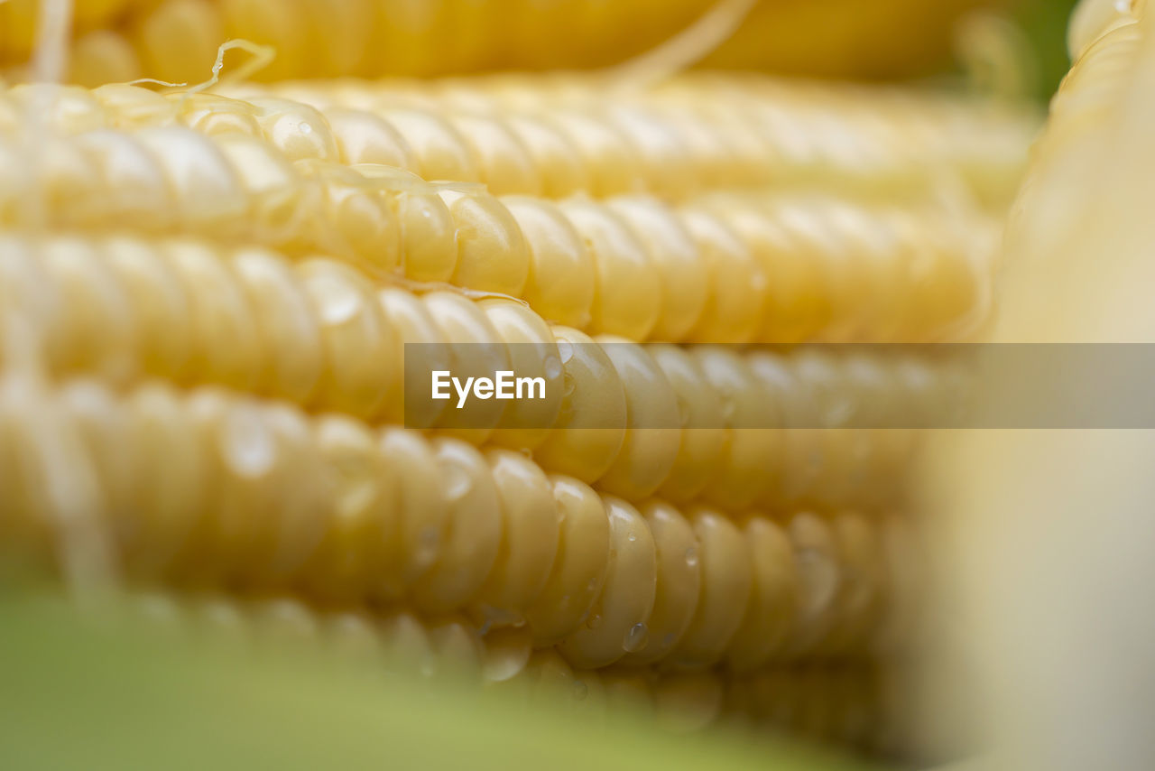 Close-up of corn