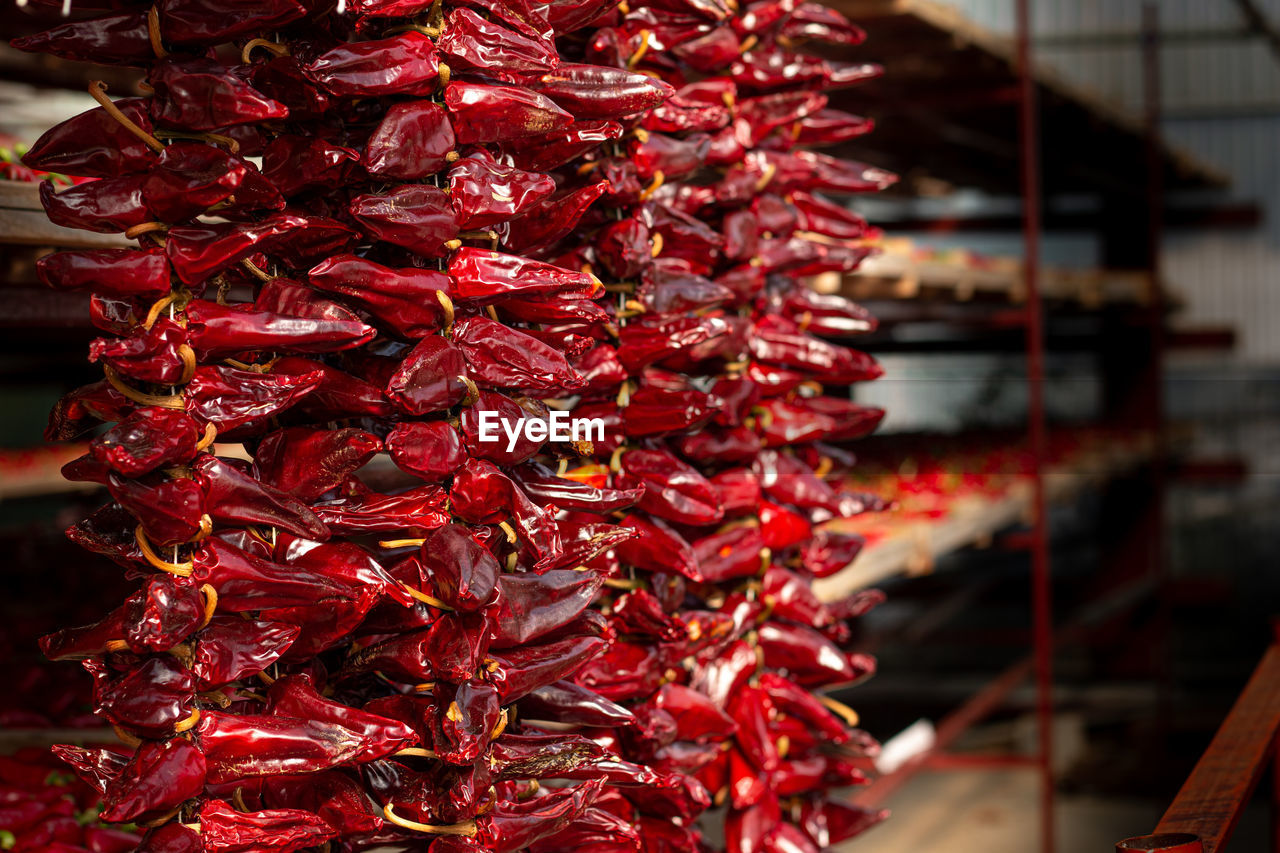 Chili harvest in espelette, pays basque, france 