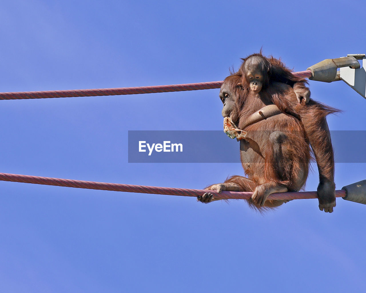 LOW ANGLE VIEW OF MONKEY ON BRANCH AGAINST BLUE SKY