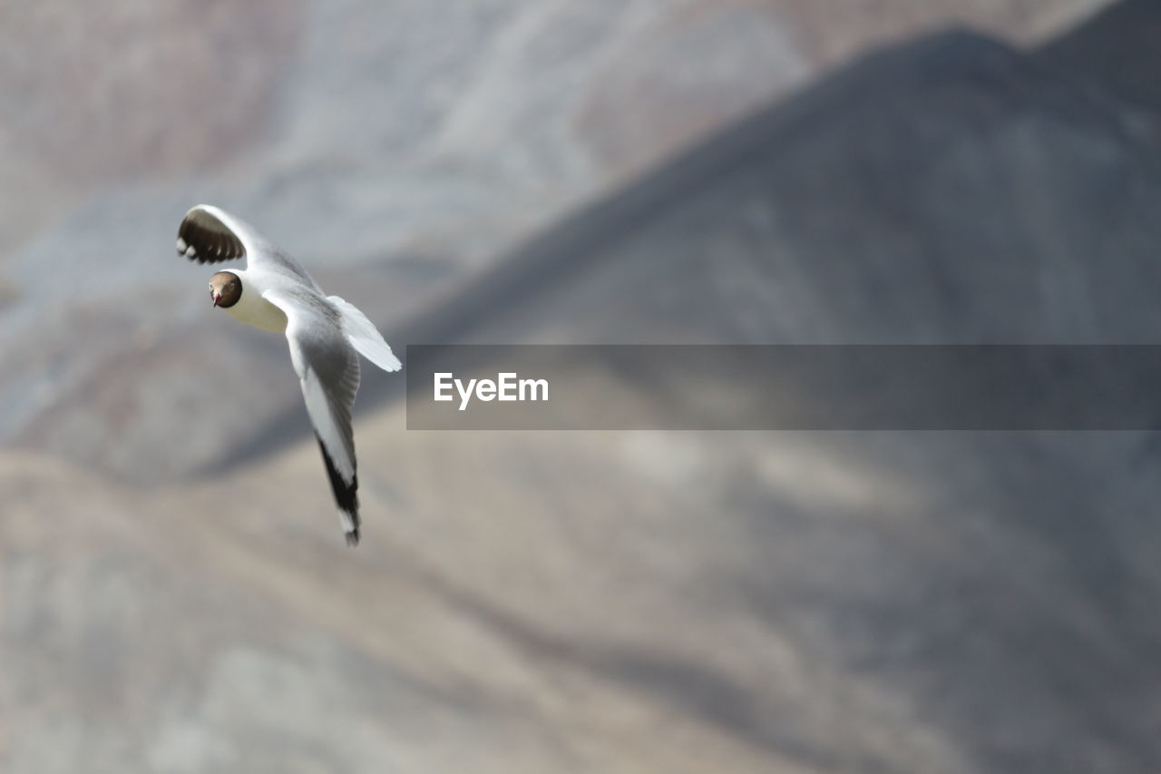 Black-headed gull flying in mid-air