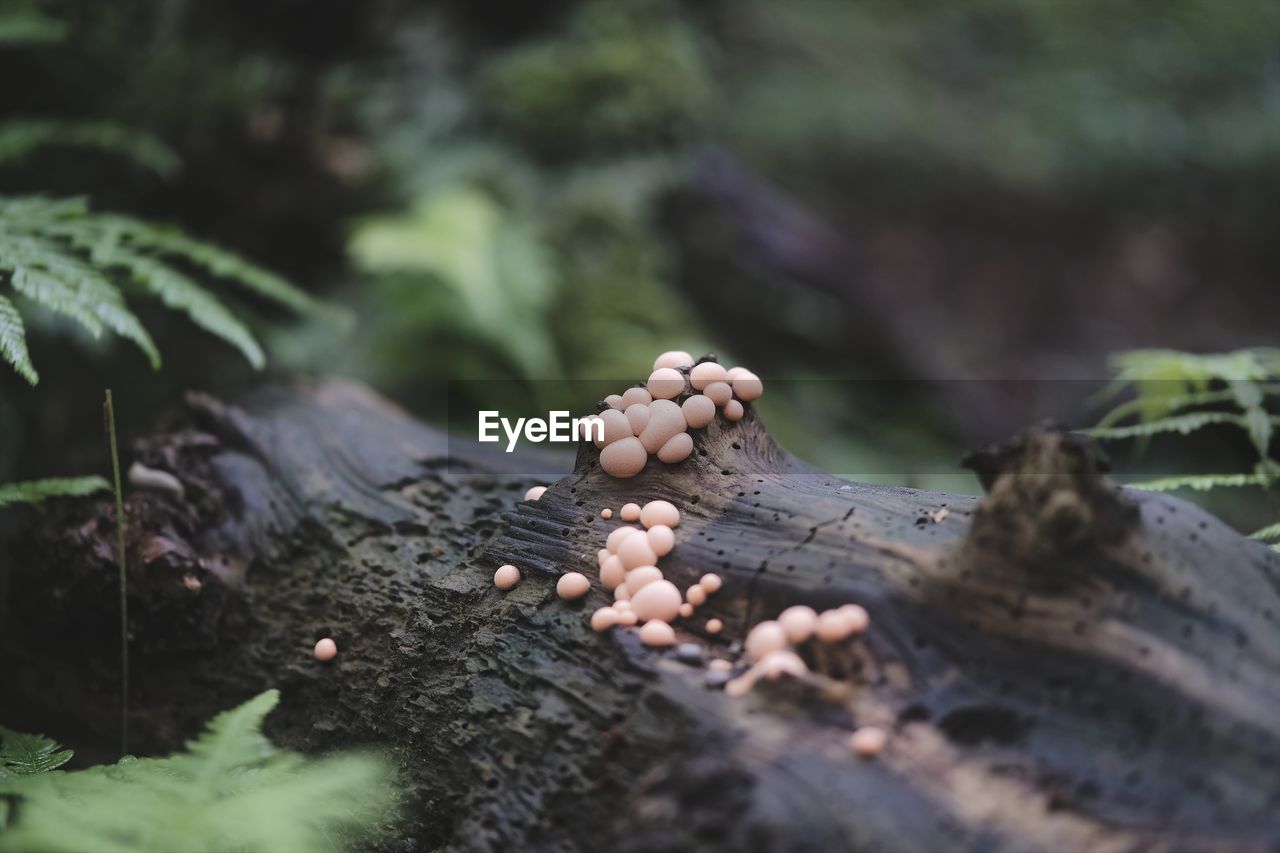 Close-up of fungus growing on tree