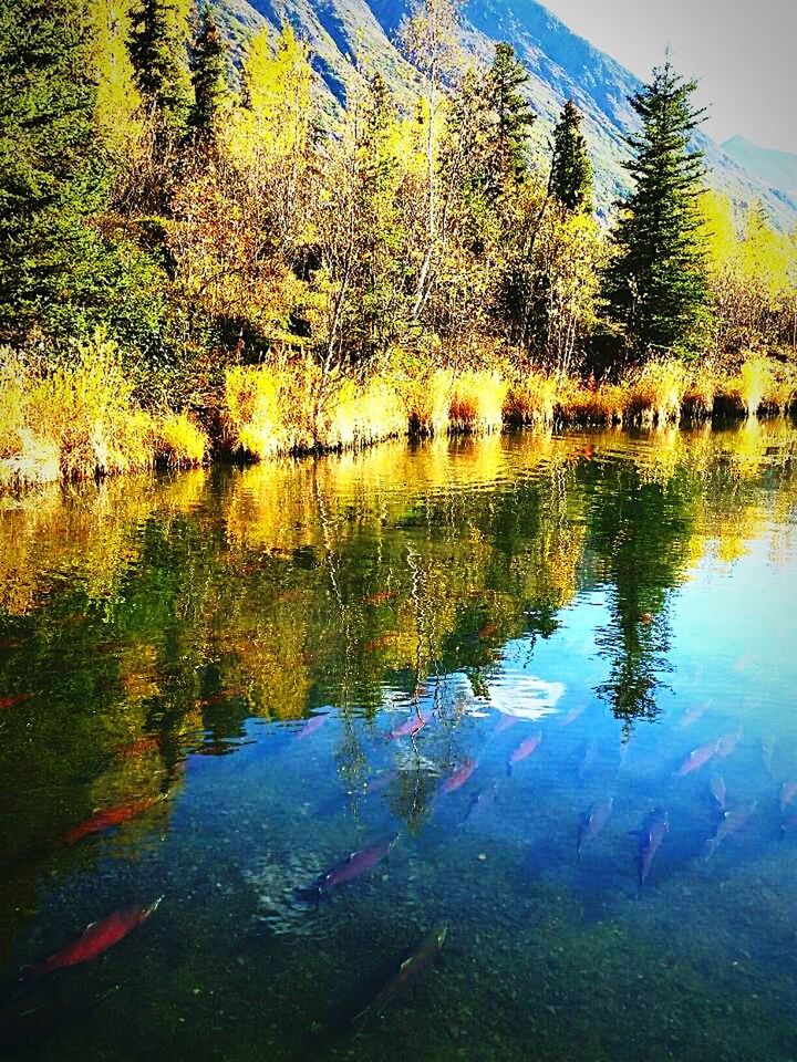 SCENIC VIEW OF LAKE