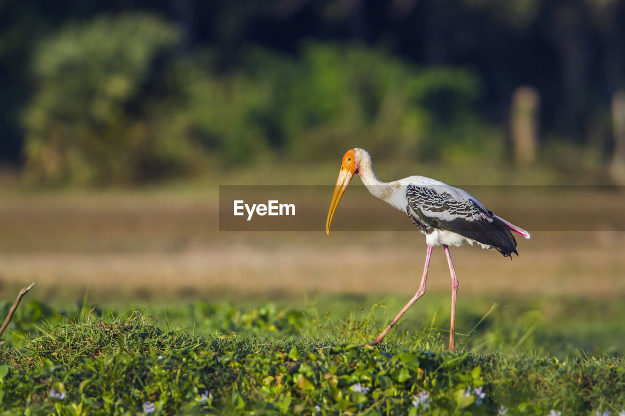 BIRD PERCHING ON GRASS