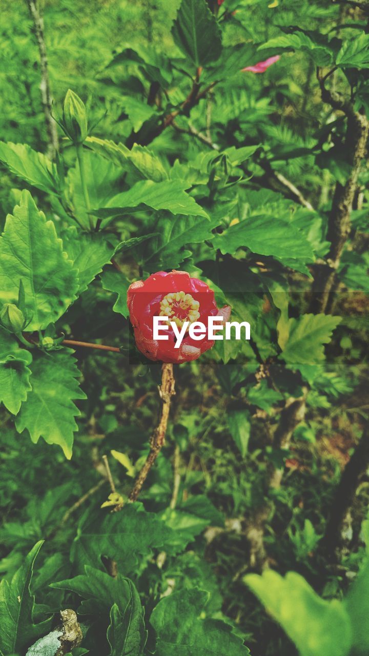 CLOSE-UP OF RED FLOWER AND TREE